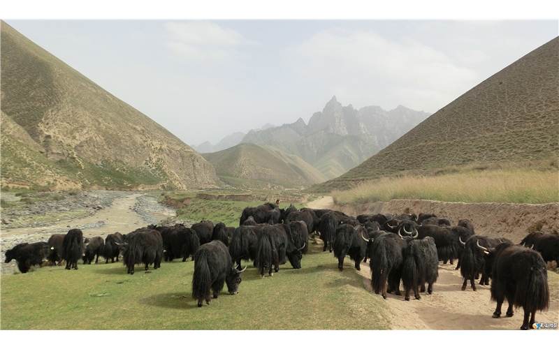 牦牛，藏文化中獨特的符號